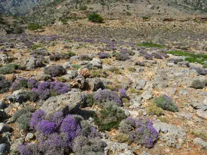 Agios Antonios Cave  - CRETE