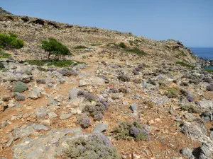 Agios Antonios Cave  - CRETE