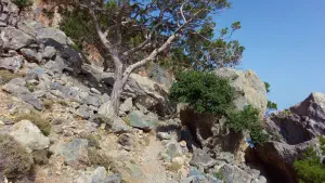Agios Antonios Cave  - CRETE