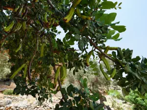 Agios Ioannis Kapetaniana Monastery  - CRETE