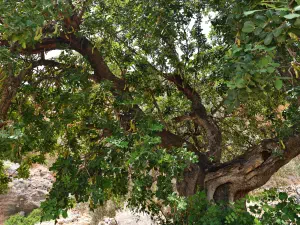 Agios Ioannis Kapetaniana Monastery  - CRETE