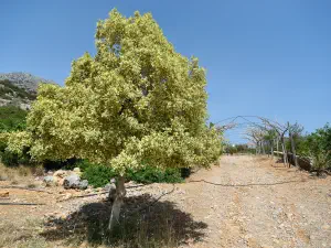 Agios Ioannis Kapetaniana Monastery  - CRETE