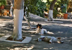 Agios Nikitas Monastery  - CRETE
