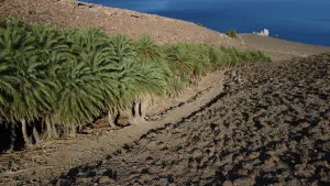 Agios Nikitas Palm Forest  - CRETE