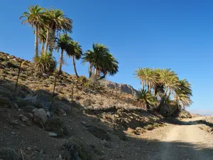Agios Nikitas Palm Forest  - CRETE