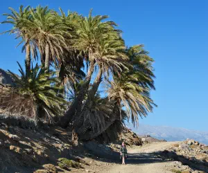 Agios Nikitas Palm Forest  - CRETE