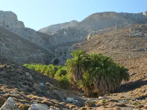 Agios Nikitas Palm Forest  - CRETE