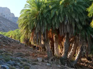Agios Nikitas Palm Forest  - CRETE