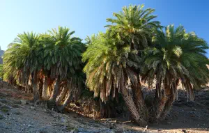 Agios Nikitas Palm Forest  - CRETE
