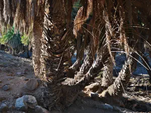 Agios Nikitas Palm Forest  - CRETE