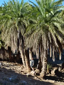Agios Nikitas Palm Forest  - CRETE