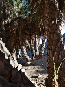 Agios Nikitas Palm Forest  - CRETE
