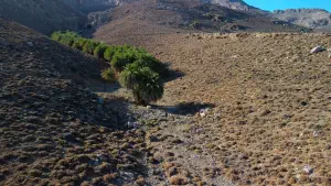 Agios Nikitas Palm Forest  - CRETE