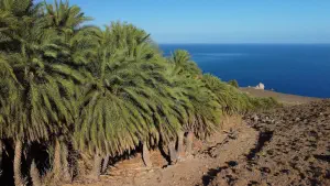 Agios Nikitas Palm Forest  - CRETE