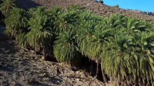 Agios Nikitas Palm Forest  - CRETE