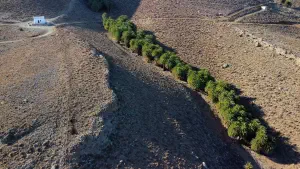 Agios Nikitas Palm Forest  - CRETE