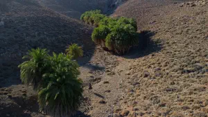 Agios Nikitas Palm Forest  - CRETE