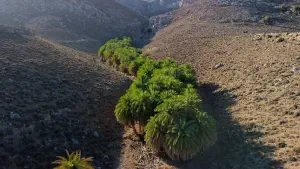Agios Nikitas Palm Forest  - CRETE