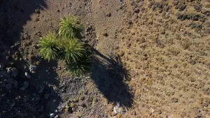 Agios Nikitas Palm Forest  - CRETE