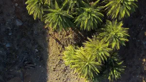 Agios Nikitas Palm Forest  - CRETE