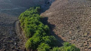 Agios Nikitas Palm Forest  - CRETE