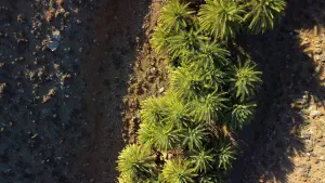 Agios Nikitas Palm Forest  - CRETE