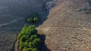 Agios Nikitas Palm Forest  - CRETE