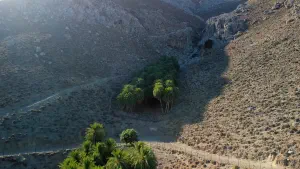 Agios Nikitas Palm Forest  - CRETE