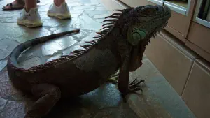 Aquaworld Aquarium and Reptile Rescue Centre  - CRETE