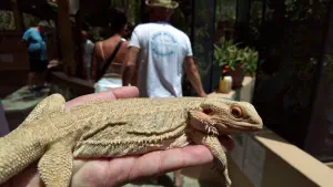 Aquaworld Aquarium and Reptile Rescue Centre  - CRETE