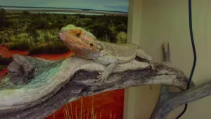 Aquaworld Aquarium and Reptile Rescue Centre  - CRETE