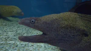 Aquaworld Aquarium and Reptile Rescue Centre  - CRETE