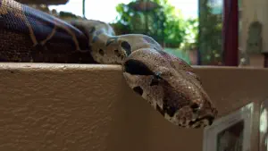 Aquaworld Aquarium and Reptile Rescue Centre  - CRETE