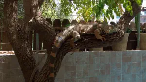 Aquaworld Aquarium and Reptile Rescue Centre  - CRETE