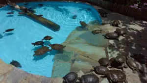 Aquaworld Aquarium and Reptile Rescue Centre  - CRETE