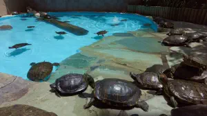 Aquaworld Aquarium and Reptile Rescue Centre  - CRETE