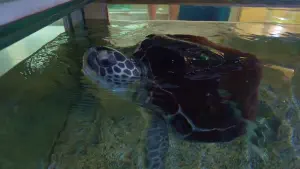 Aquaworld Aquarium and Reptile Rescue Centre  - CRETE