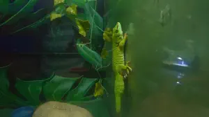 Aquaworld Aquarium and Reptile Rescue Centre  - CRETE