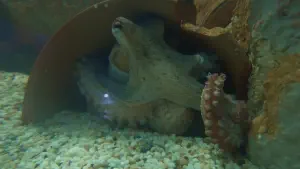 Aquaworld Aquarium and Reptile Rescue Centre  - CRETE