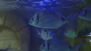 Aquaworld Aquarium and Reptile Rescue Centre  - CRETE