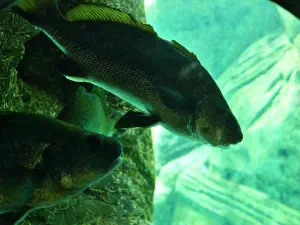 Cretaquarium  - CRETE