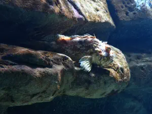 Cretaquarium  - CRETE
