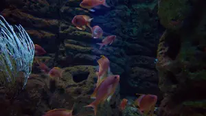 Cretaquarium  - CRETE