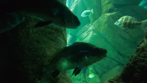 Cretaquarium  - CRETE