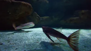 Cretaquarium  - CRETE