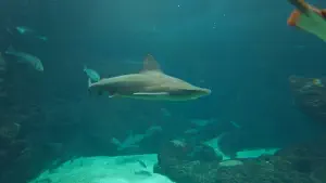 Cretaquarium  - CRETE