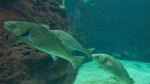 Cretaquarium  - CRETE