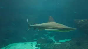 Cretaquarium  - CRETE