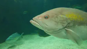 Cretaquarium  - CRETE