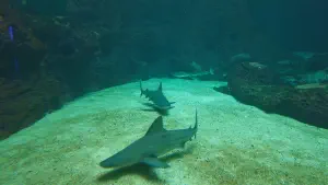 Cretaquarium  - CRETE